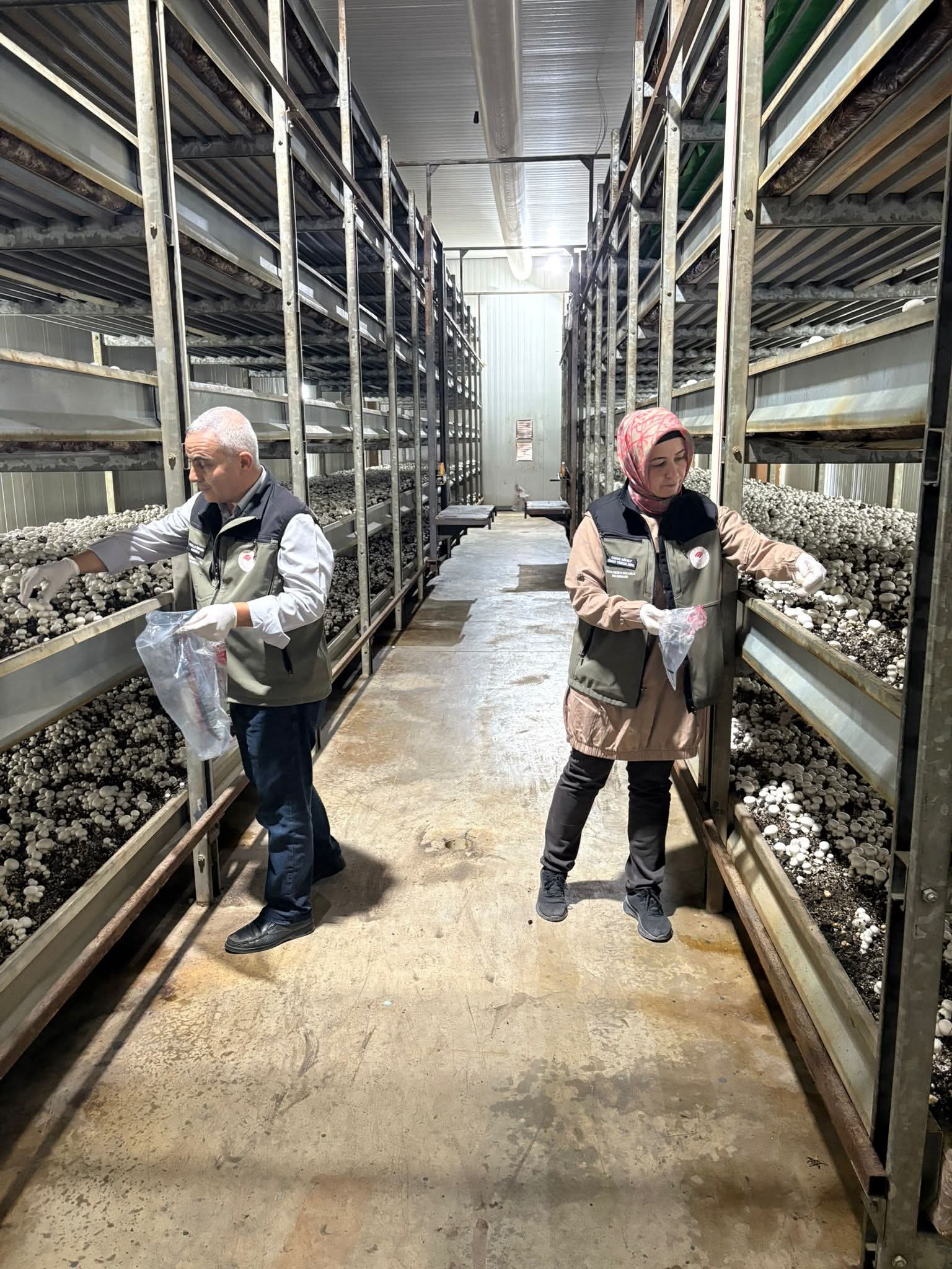 Afyonkarahisar'da Hasat Öncesi Pestisit Kontrolleri Devam Ediyor