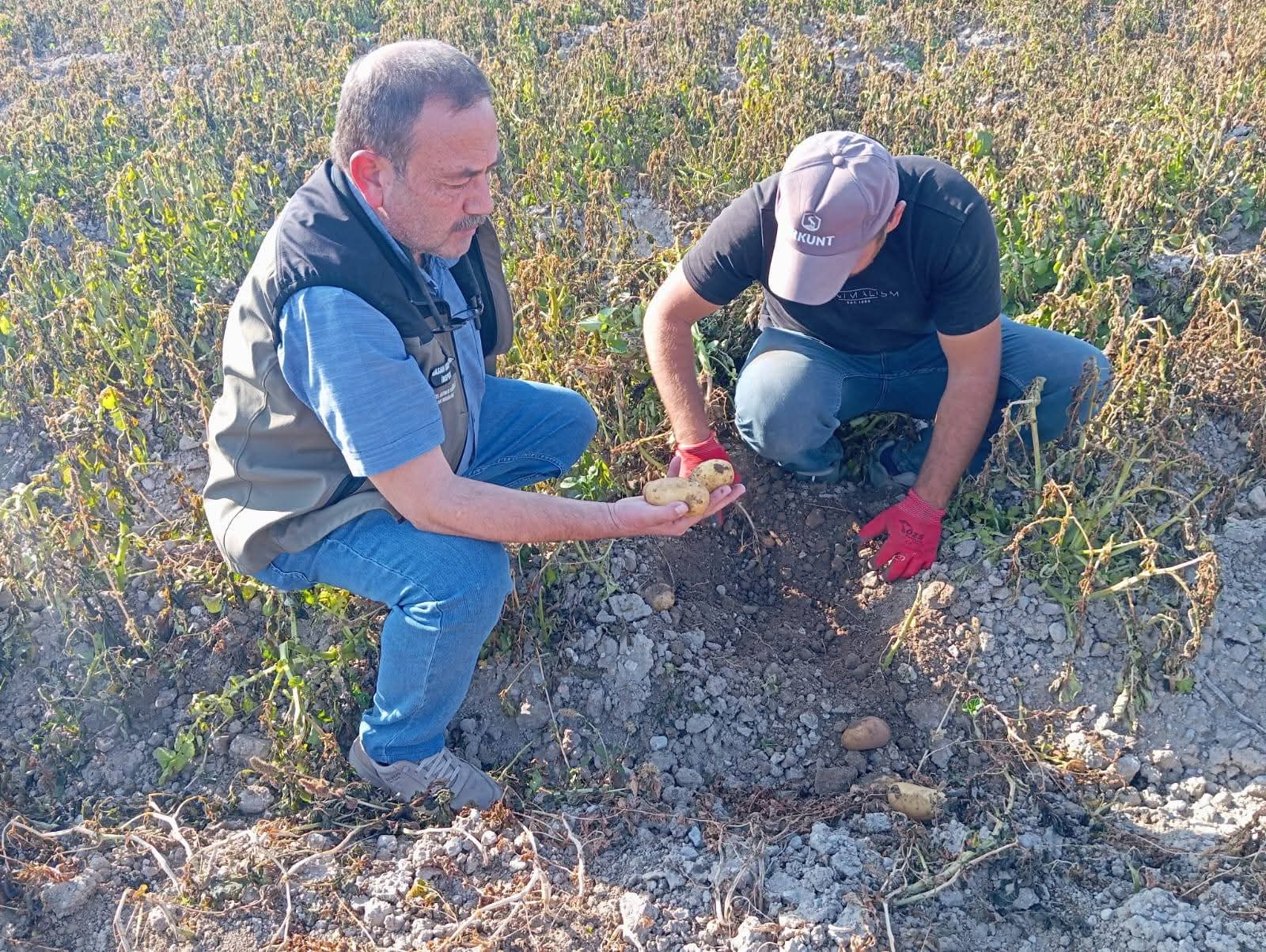 Afyonkarahisar'da Patates Hasadı Kontrol Altında
